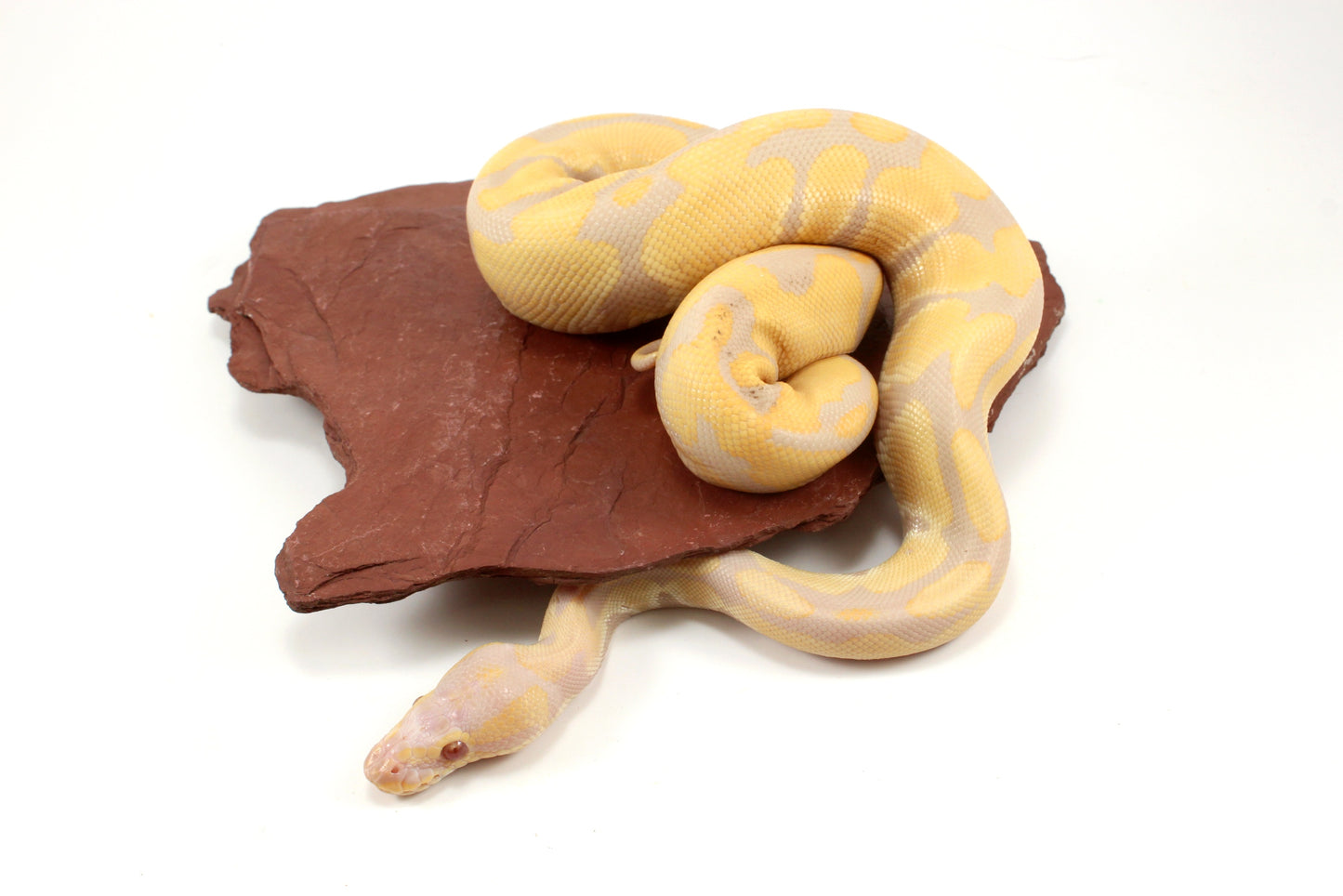 Toffino het Pied Ball Python