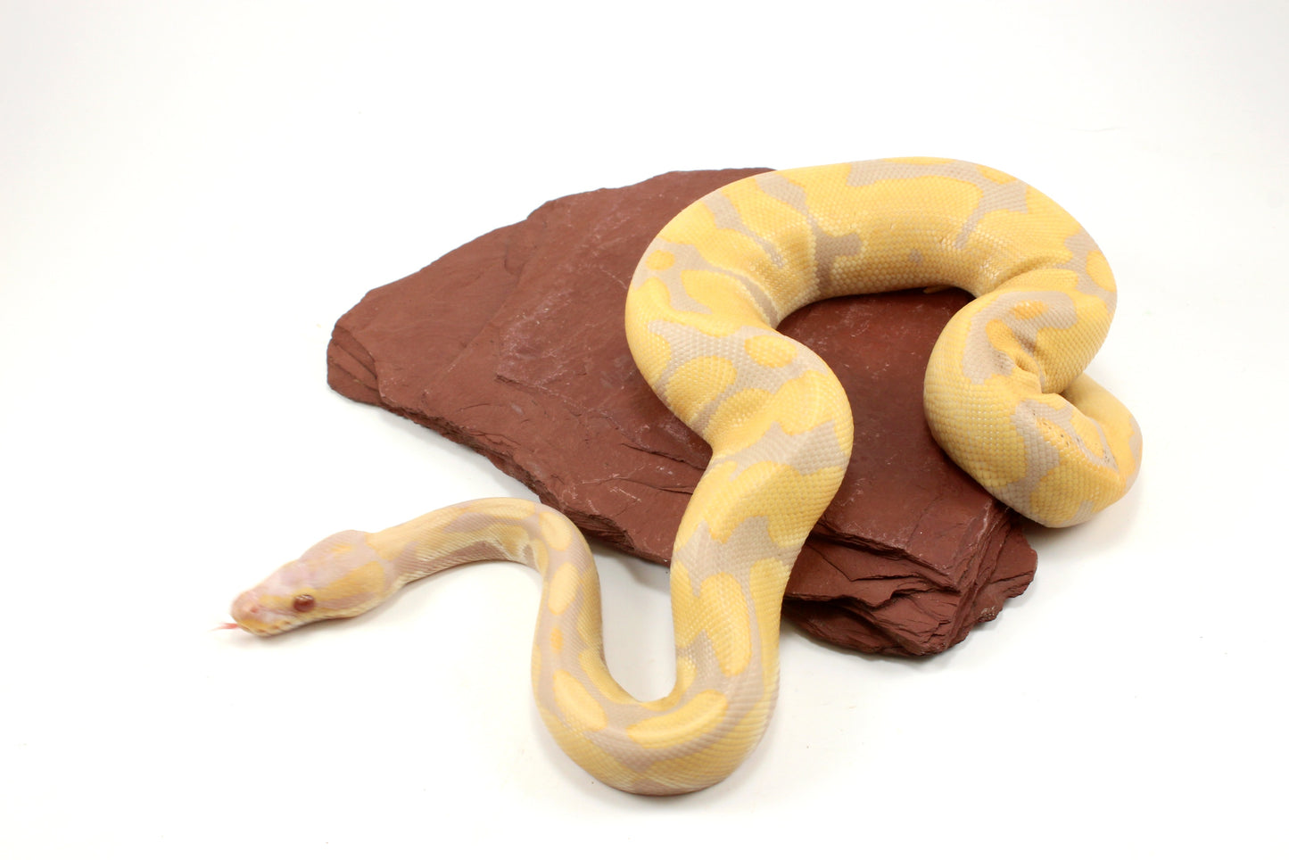 Toffino het Pied Ball Python