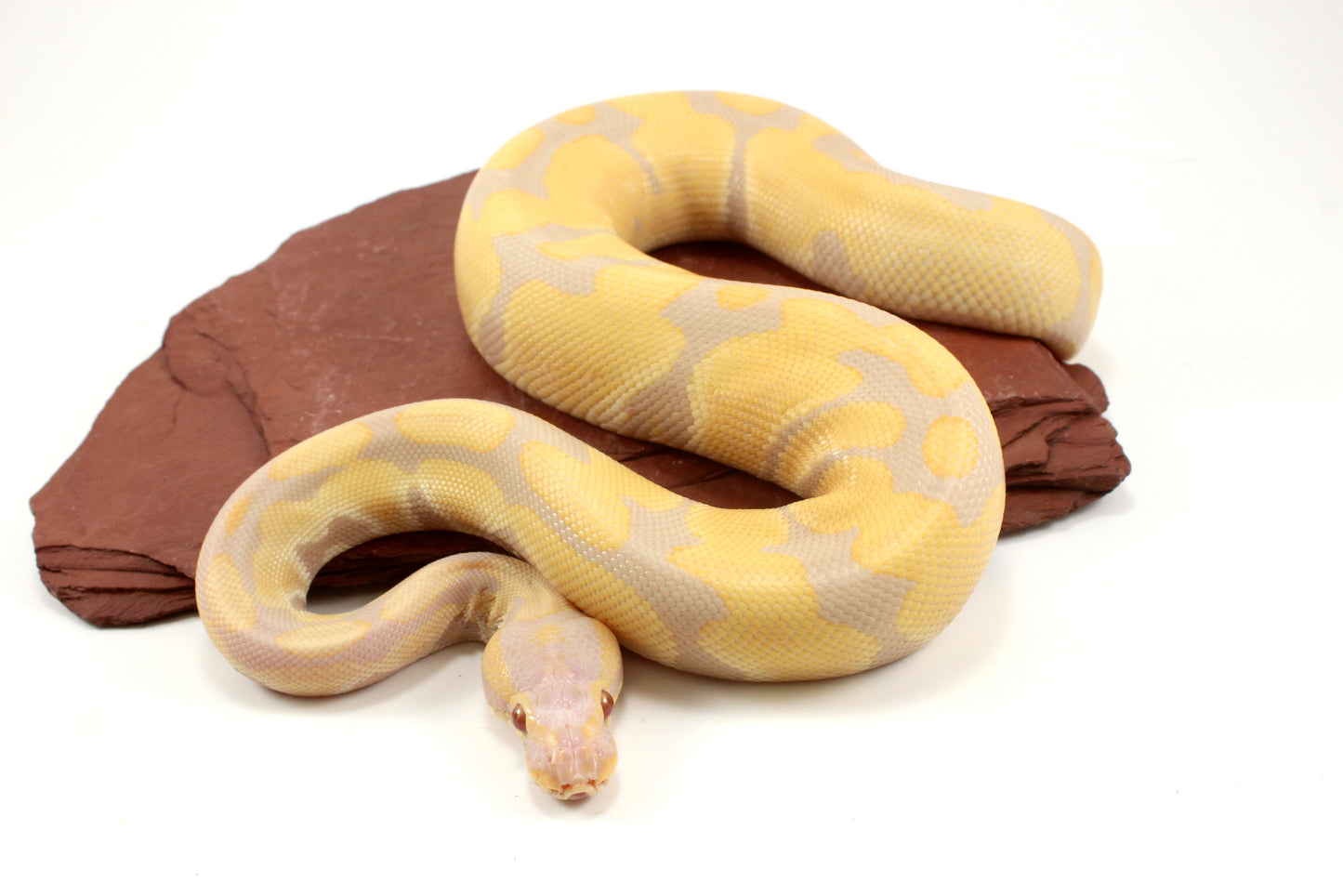 Toffino het Pied Ball Python
