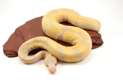 Toffino het Pied Ball Python