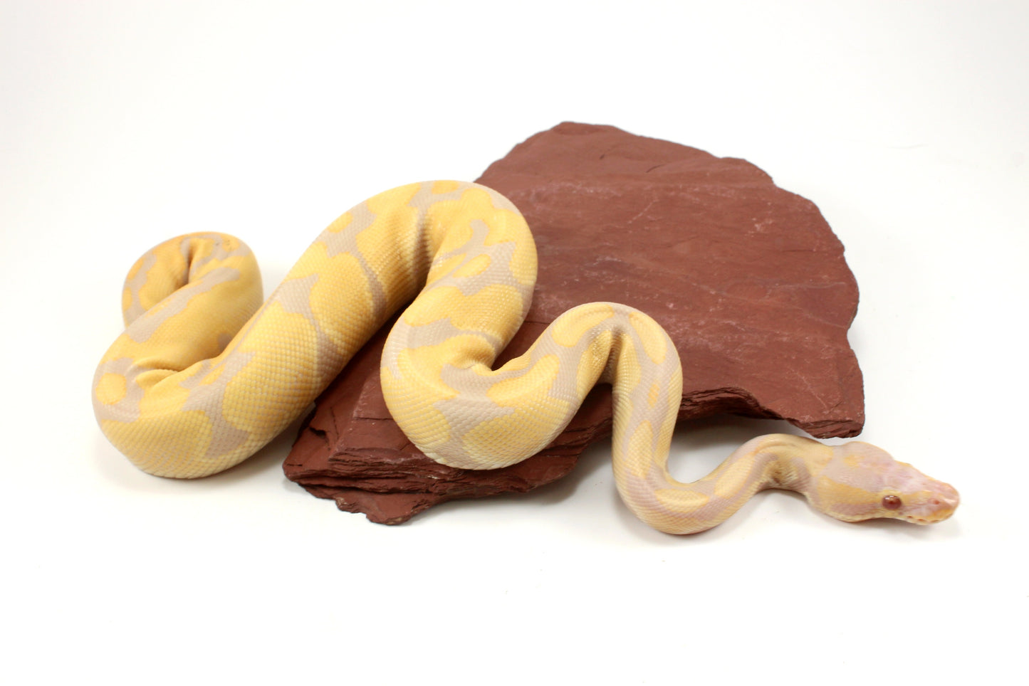 Toffino het Pied Ball Python