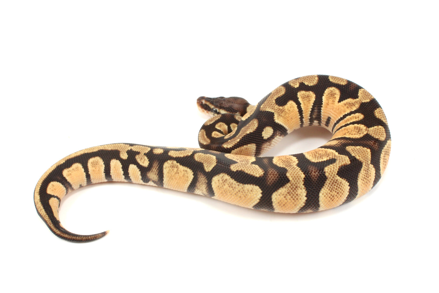 Pastel Ball Python