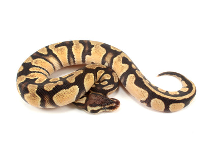 Pastel Ball Python
