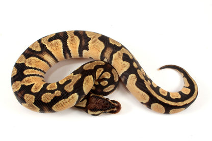 Pastel Ball Python