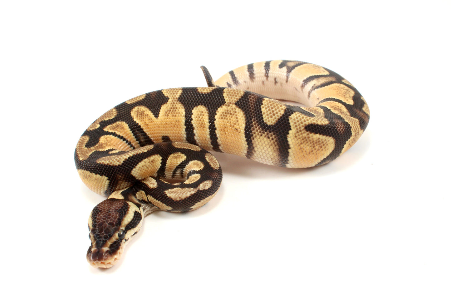 Pastel Ball Python