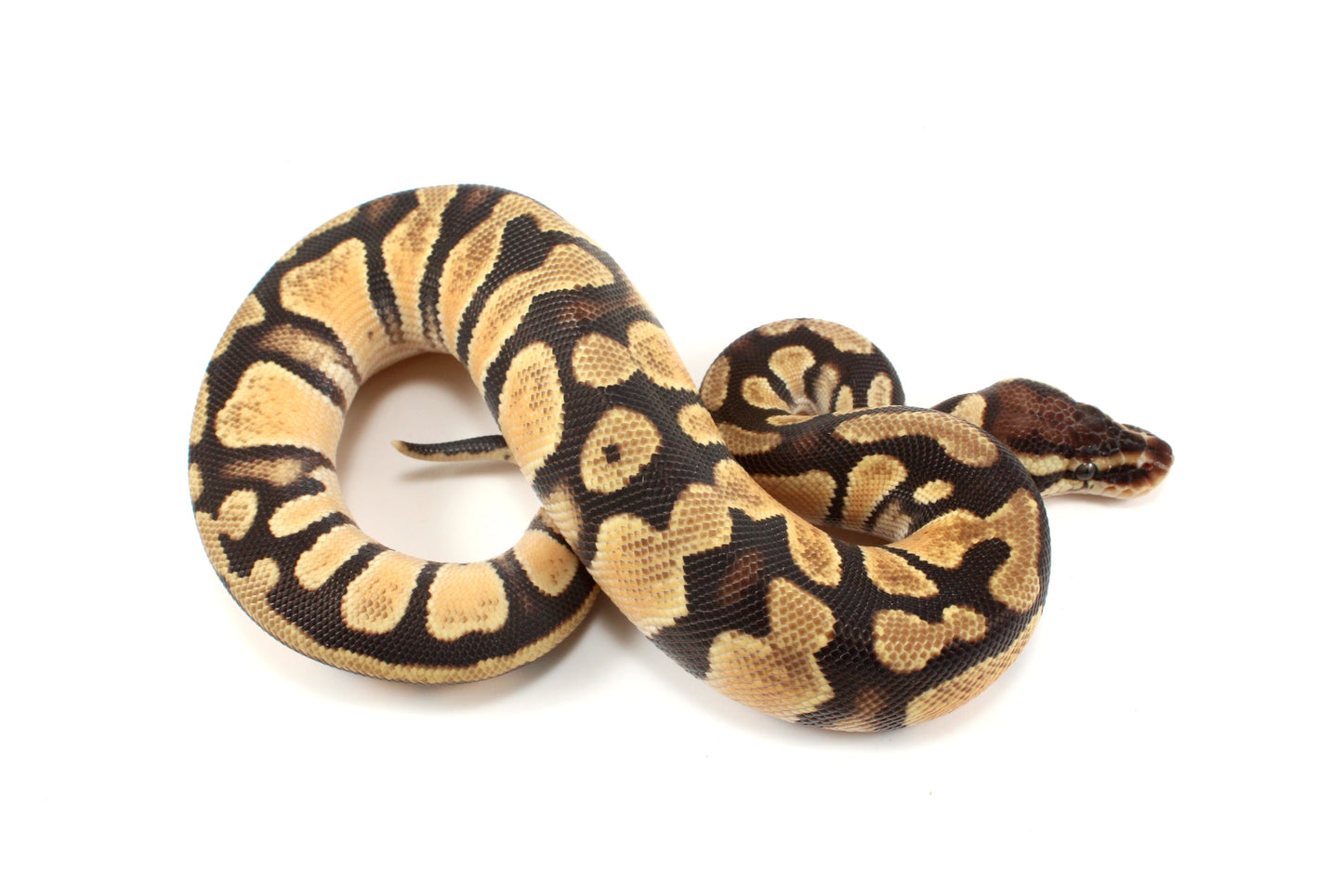 Pastel Ball Python
