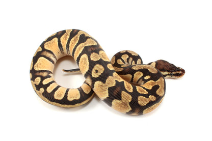 Pastel Ball Python