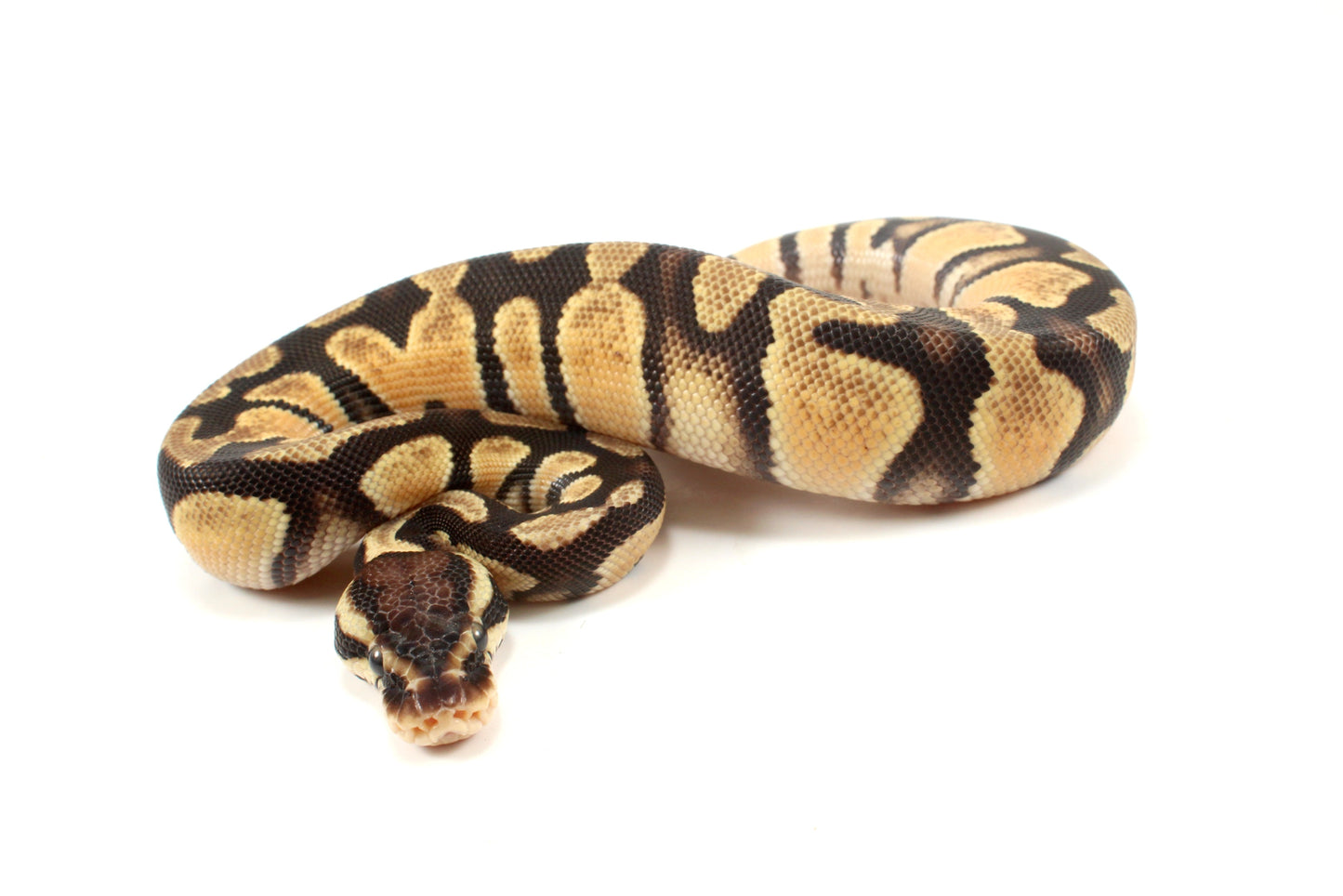 Pastel Ball Python