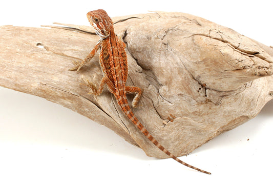 Genetic Stripe Dunner Bearded Dragon