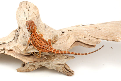 Genetic Stripe Dunner Bearded Dragon