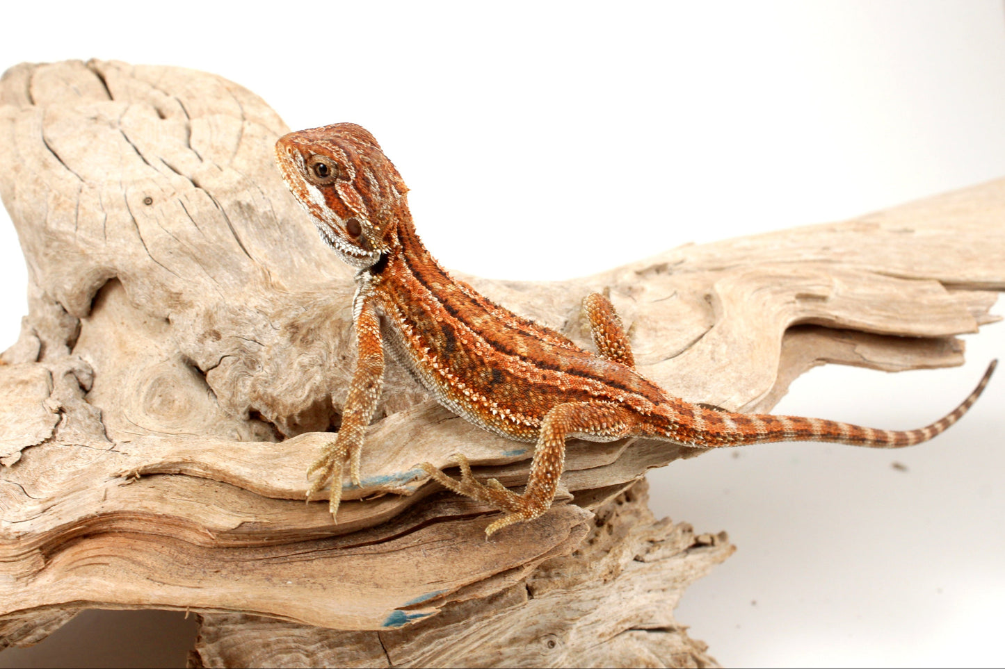 Genetic Stripe Dunner Bearded Dragon