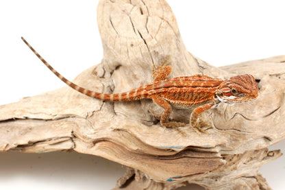 Genetic Stripe Dunner Bearded Dragon