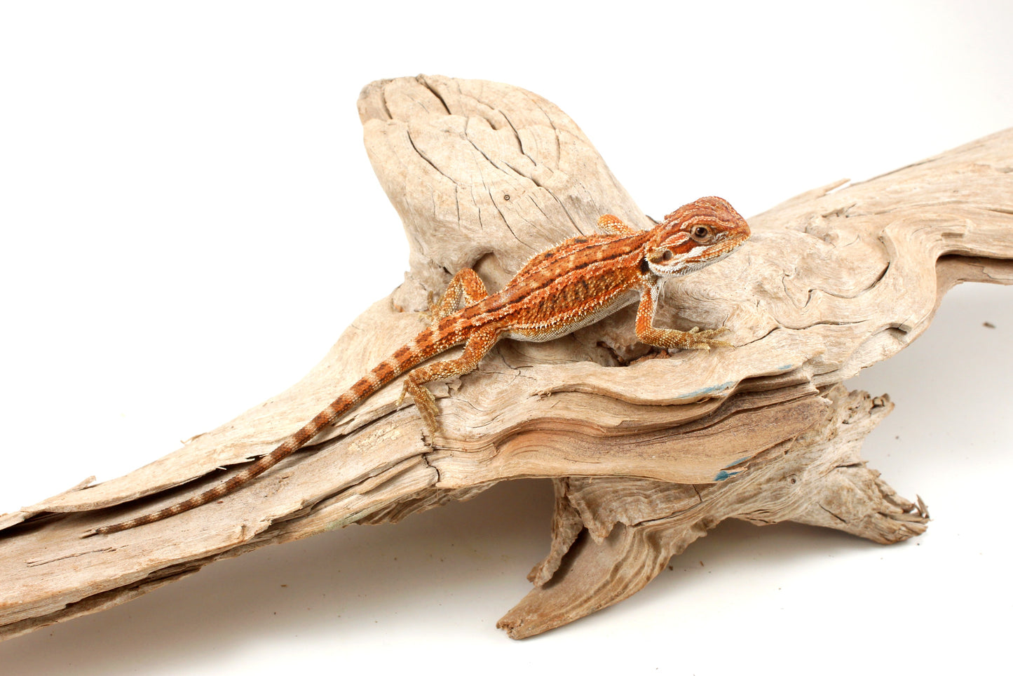Genetic Stripe Dunner Bearded Dragon
