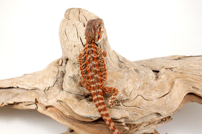 Red Tiger Leatherback Bearded Dragon