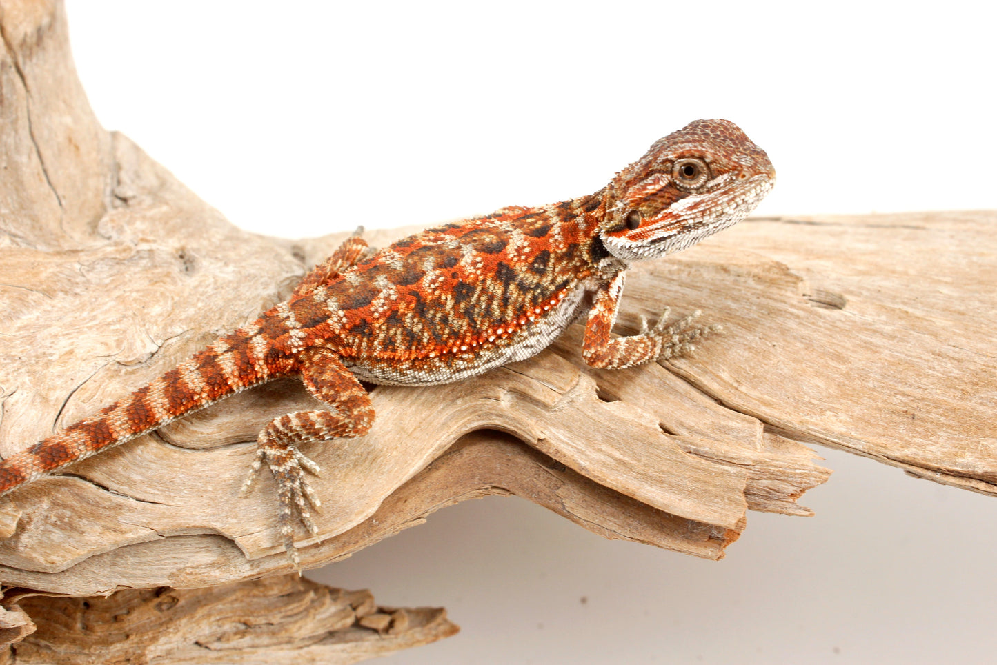Red Tiger Leatherback Bearded Dragon