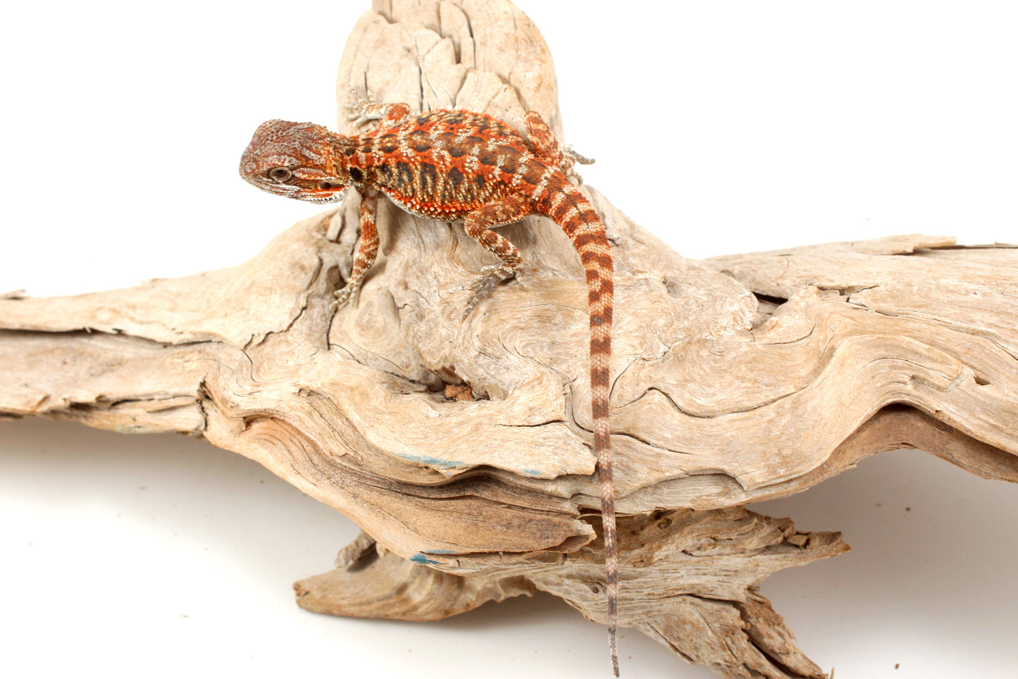 Red Tiger Leatherback Bearded Dragon