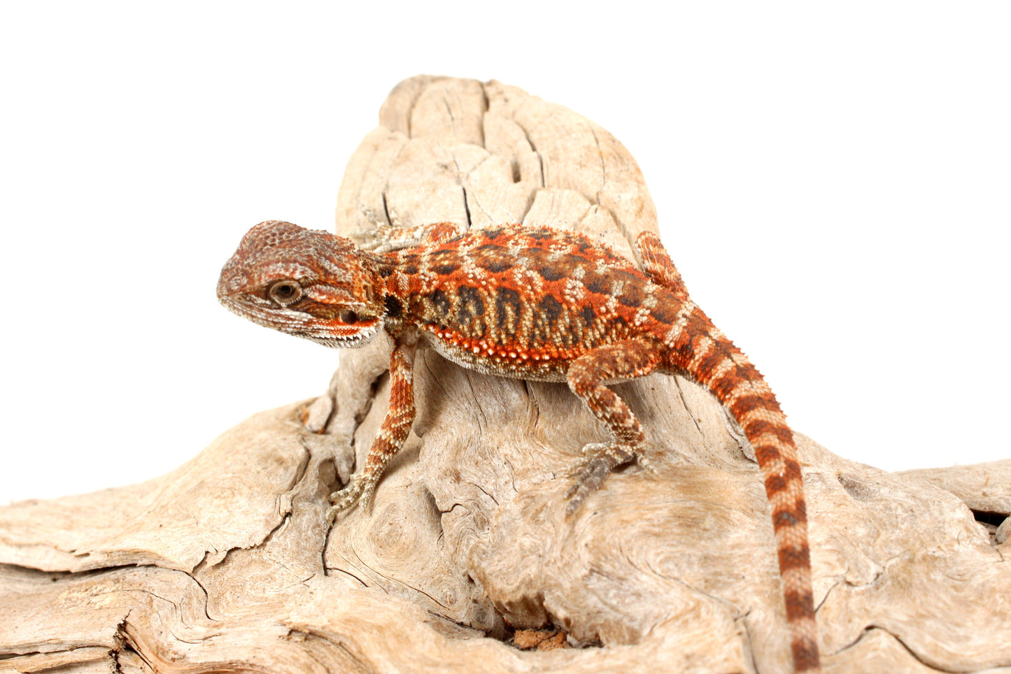 Red Tiger Leatherback Bearded Dragon