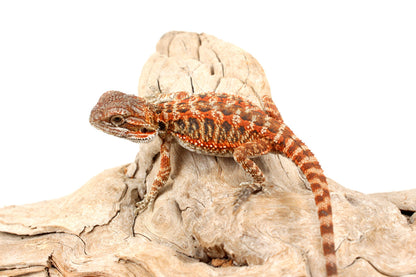 Red Tiger Leatherback Bearded Dragon