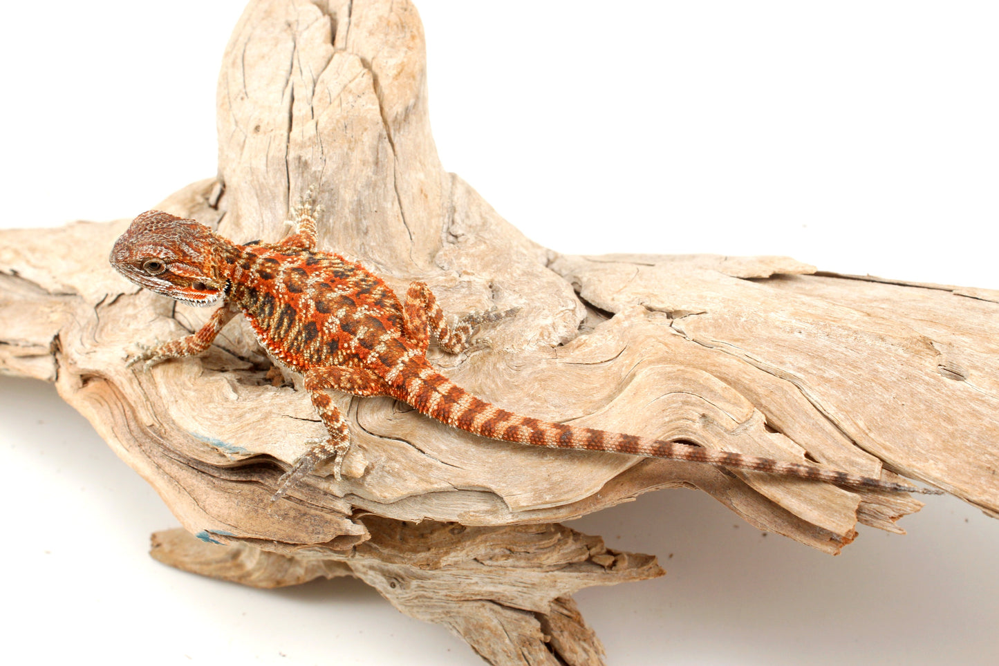 Red Tiger Leatherback Bearded Dragon