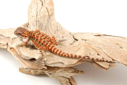 Red Tiger Leatherback Bearded Dragon