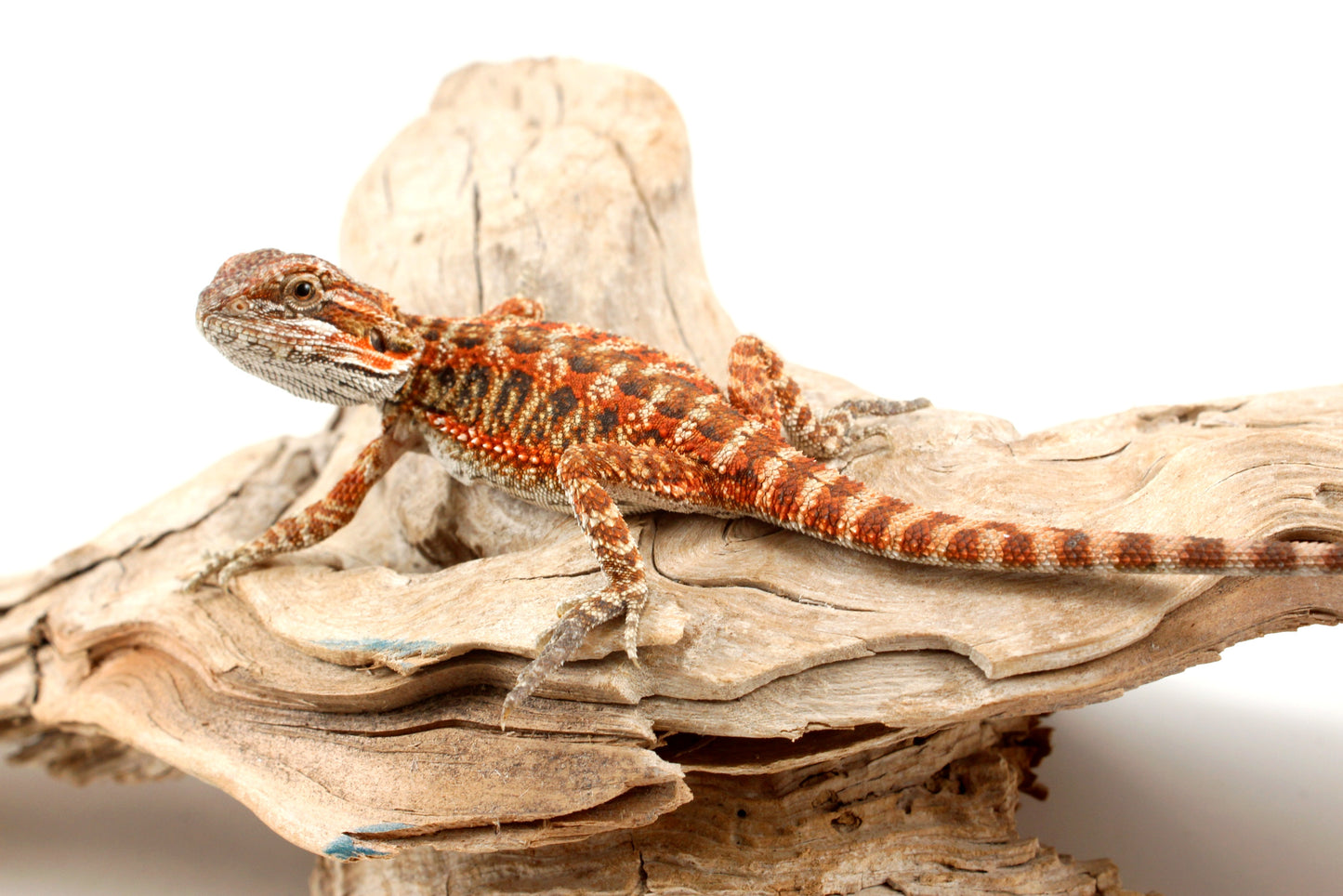 Red Tiger Leatherback Bearded Dragon