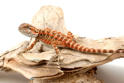 Red Tiger Leatherback Bearded Dragon