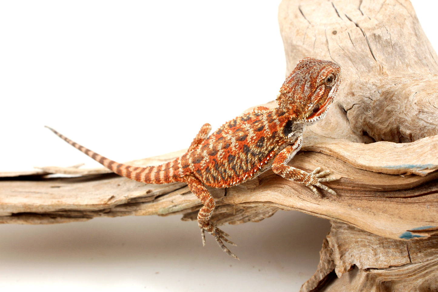 Red Tiger Leatherback Bearded Dragon