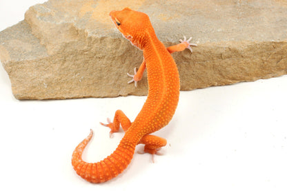 Blood Emerine Mandarin Leopard Gecko