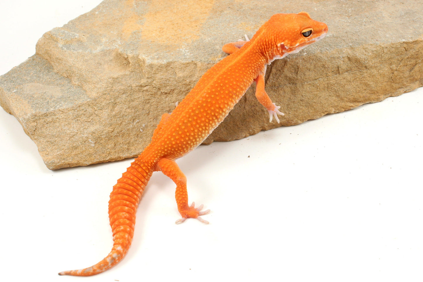 Blood Emerine Mandarin Leopard Gecko