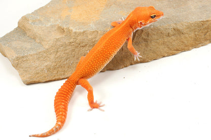 Blood Emerine Mandarin Leopard Gecko