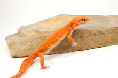 Blood Emerine Mandarin Leopard Gecko