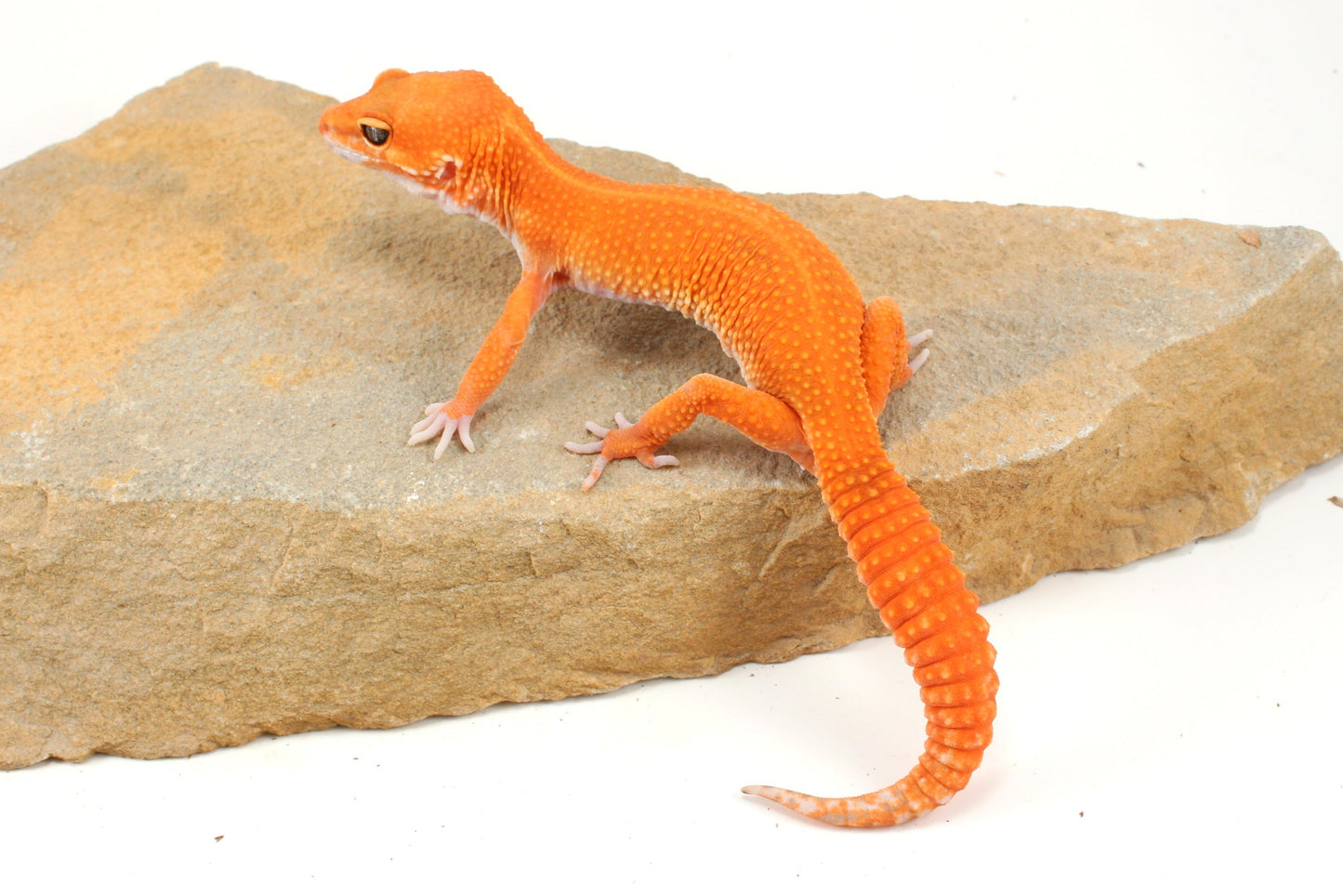 Blood Emerine Mandarin Leopard Gecko