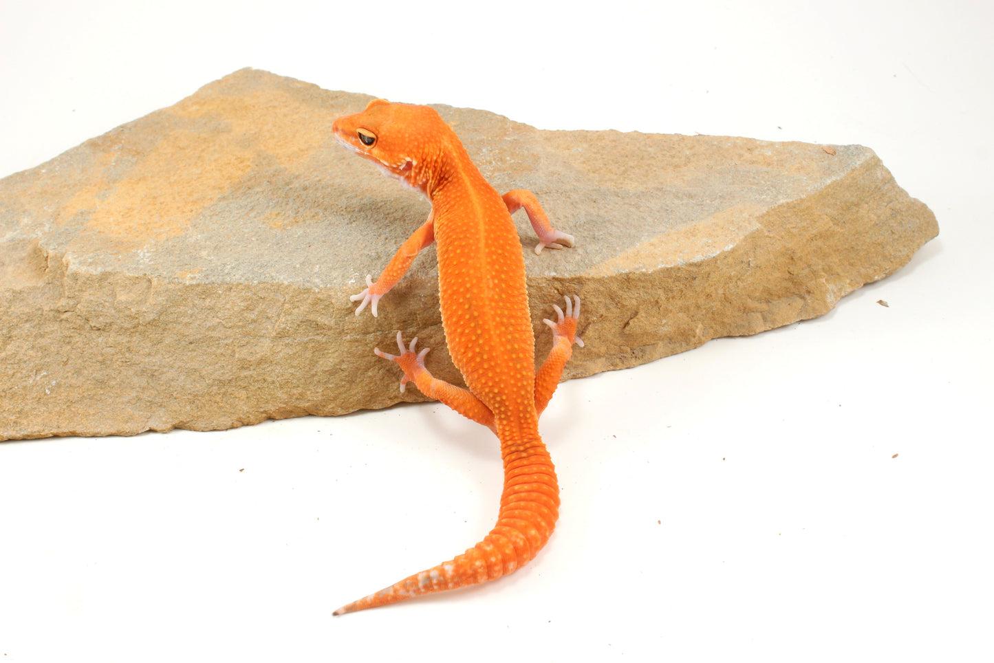 Blood Emerine Mandarin Leopard Gecko
