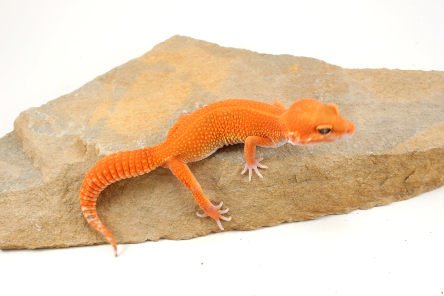 Blood Emerine Mandarin Leopard Gecko