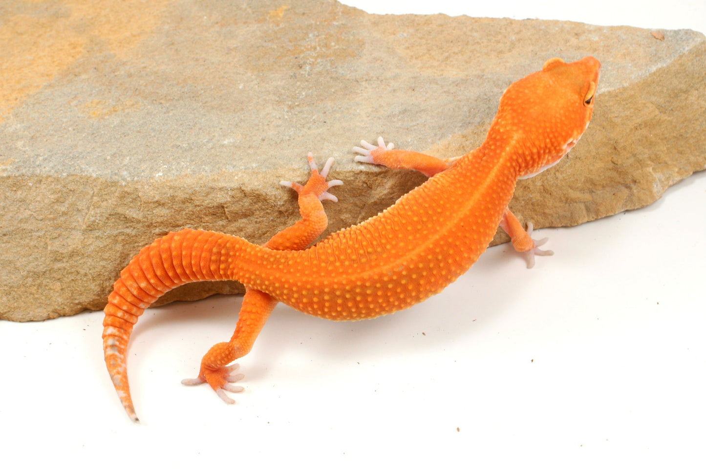 Blood Emerine Mandarin Leopard Gecko