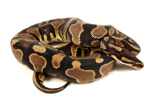 Enchi Ball Python