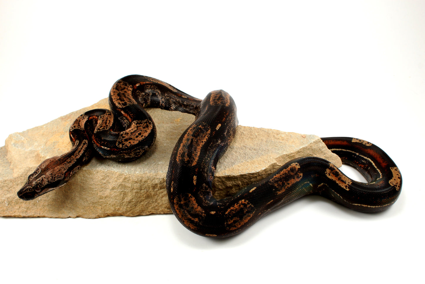 IMG Roswell Ladder Tail Colombian Boa