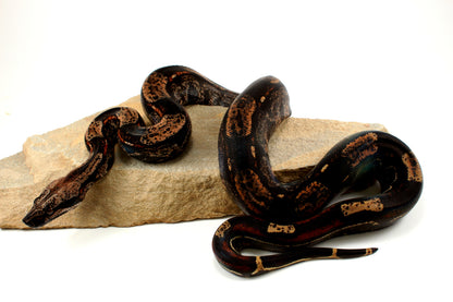 IMG Roswell Ladder Tail Colombian Boa