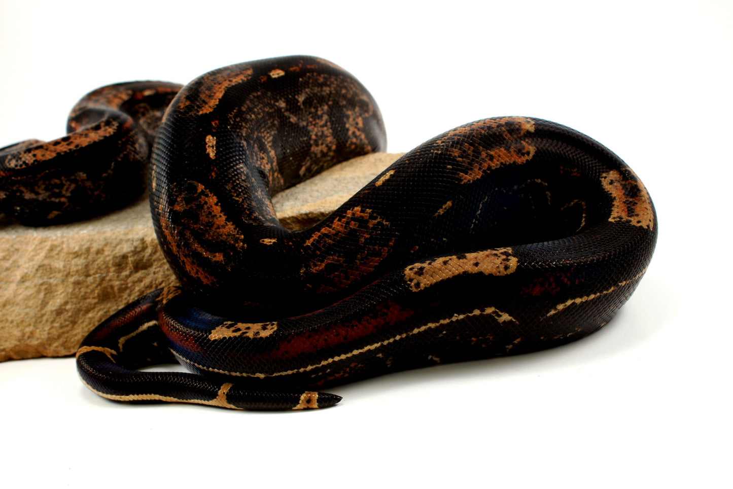 IMG Roswell Ladder Tail Colombian Boa