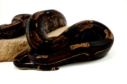 IMG Roswell Ladder Tail Colombian Boa