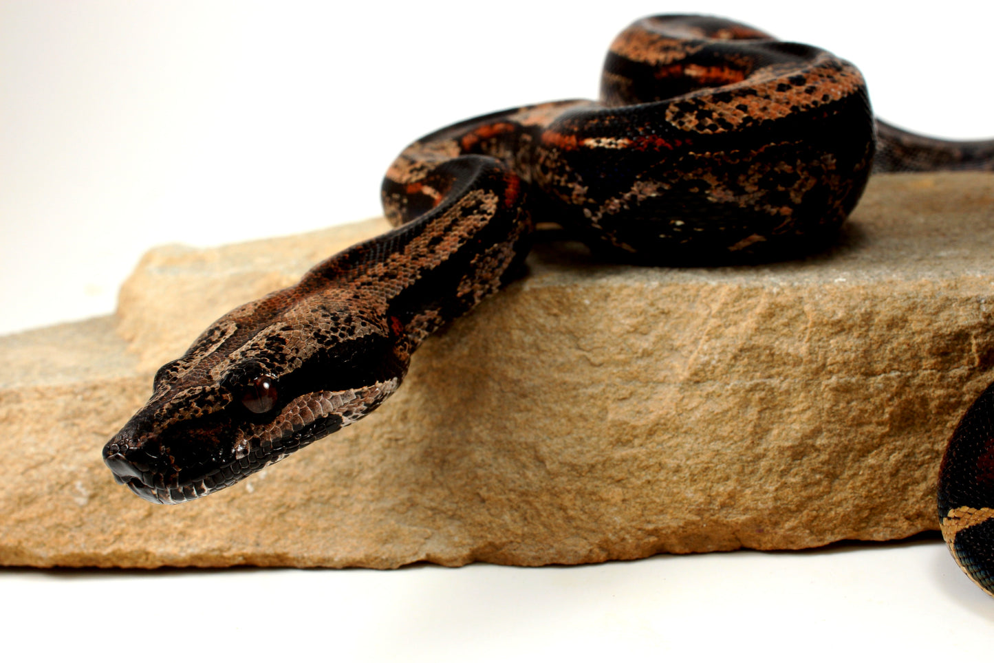 IMG Roswell Ladder Tail Colombian Boa