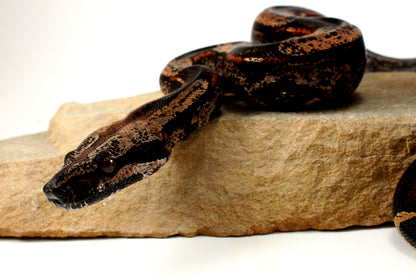 IMG Roswell Ladder Tail Colombian Boa