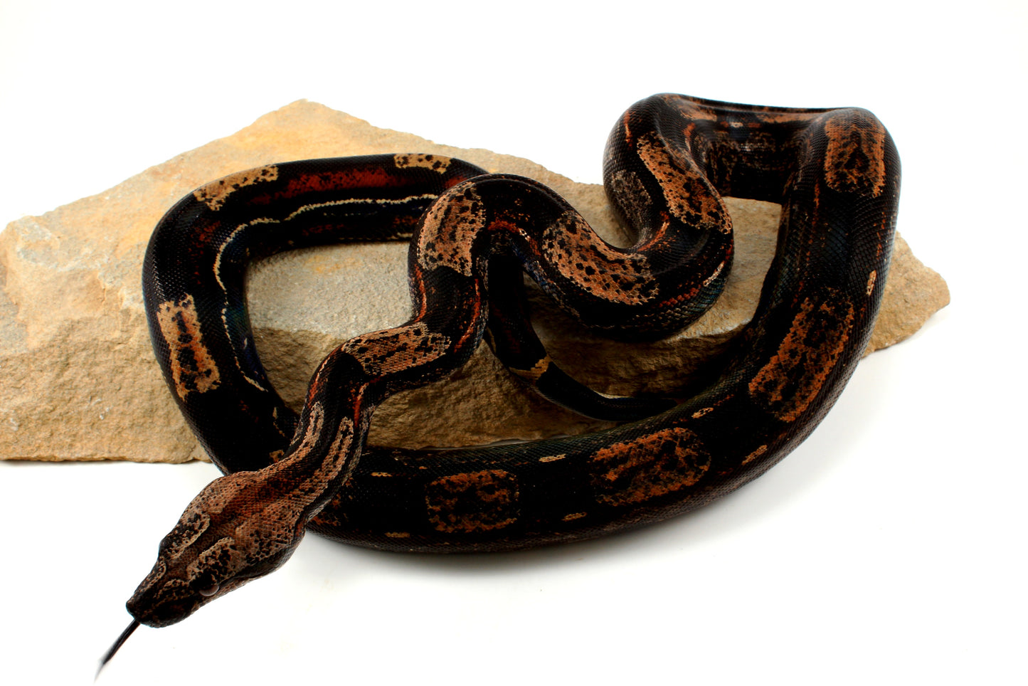 IMG Roswell Ladder Tail Colombian Boa