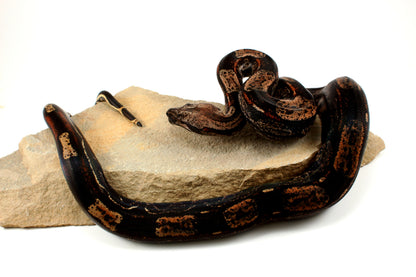 IMG Roswell Ladder Tail Colombian Boa