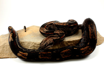 IMG Roswell Ladder Tail Colombian Boa
