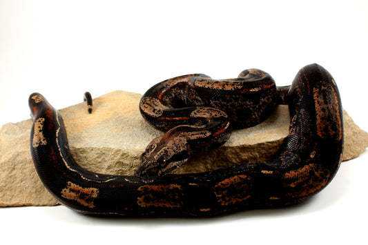 IMG Roswell Ladder Tail Colombian Boa