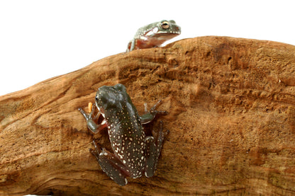 Super Snow Flake p. Gold White's Tree Frog (Copy)
