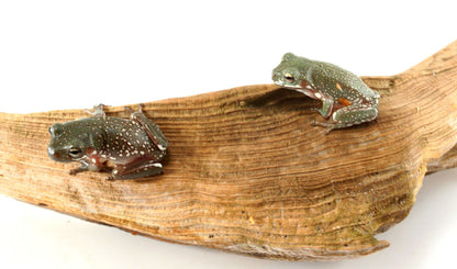 Super Snow Flake p. Gold White's Tree Frog (Copy)
