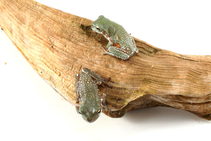 Super Snow Flake p. Gold White's Tree Frog (Copy)