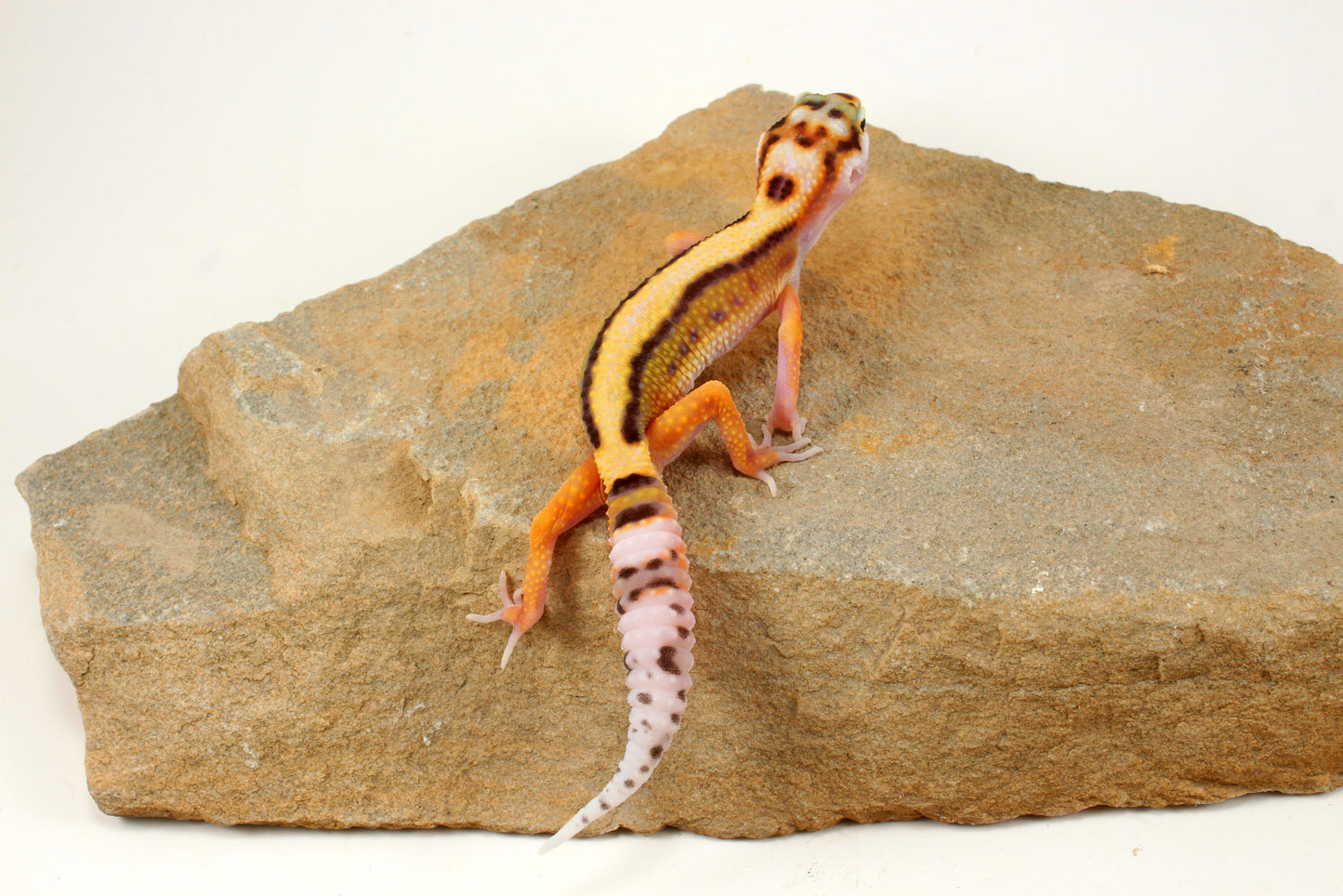 Bold Stripe White & Yellow Leopard Gecko
